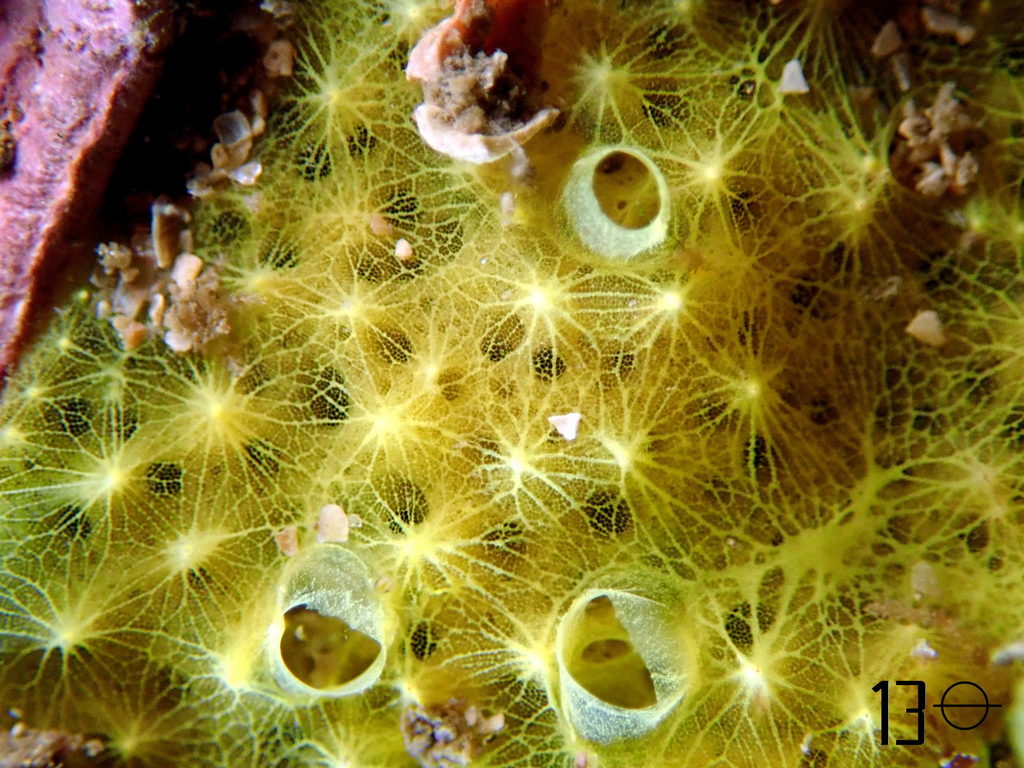 Sulphur Sponge