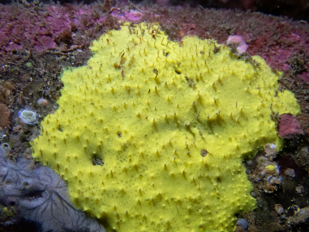 Sulphur Sponge