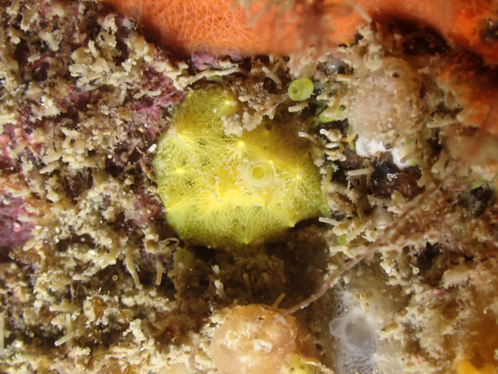 Sulphur Sponge