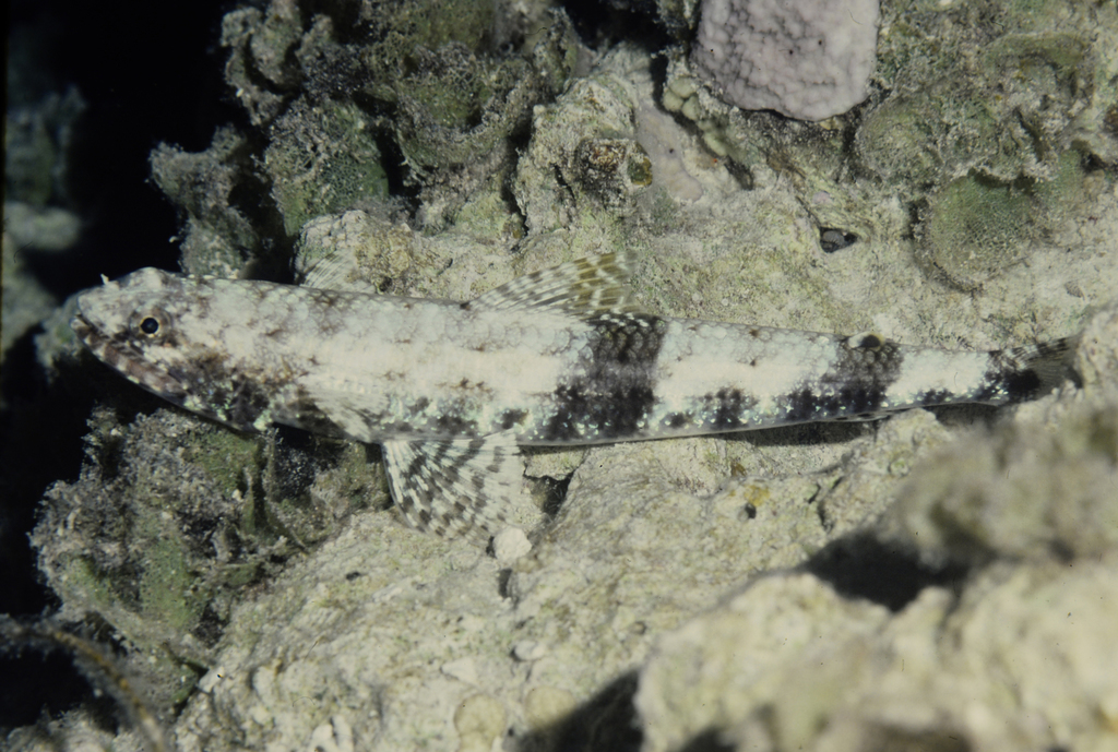 Slender Lizardfish