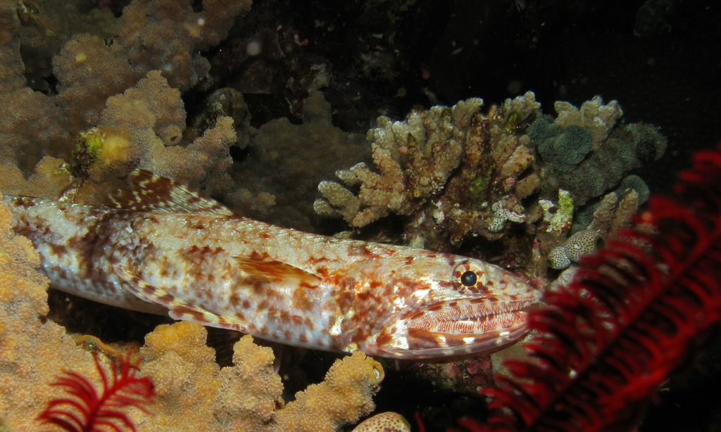 Slender Lizardfish