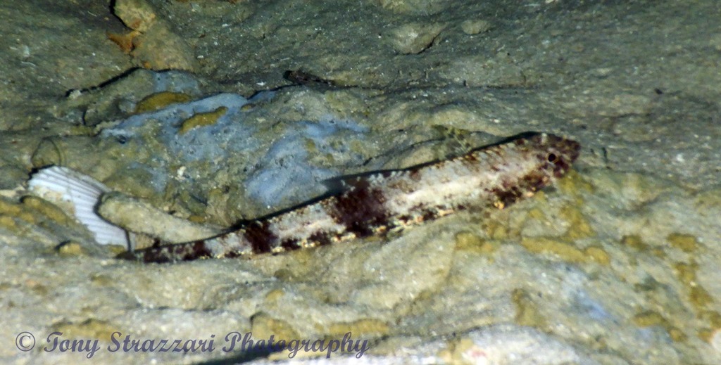 Slender Lizardfish