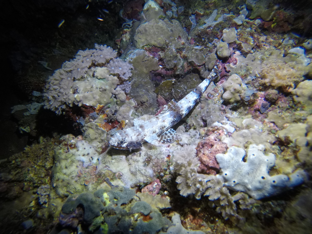 Slender Lizardfish