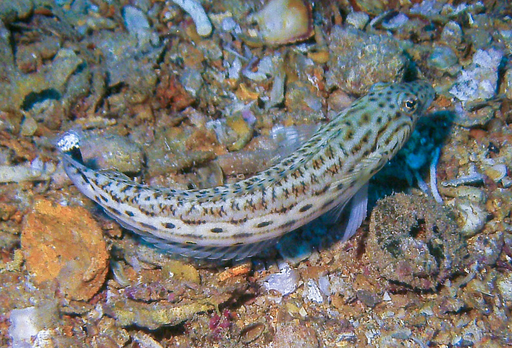 Spotted Sandperch