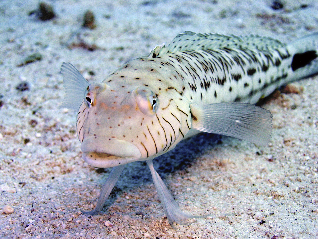 Spotted Sandperch