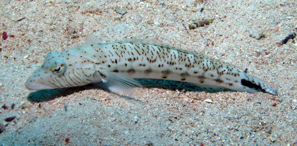 Spotted Sandperch