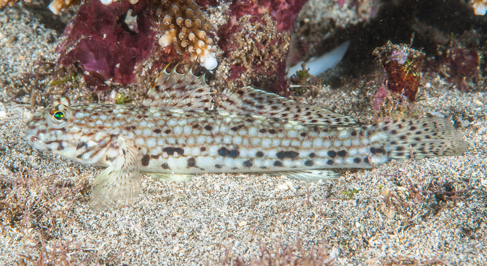 Decorated Sandgoby