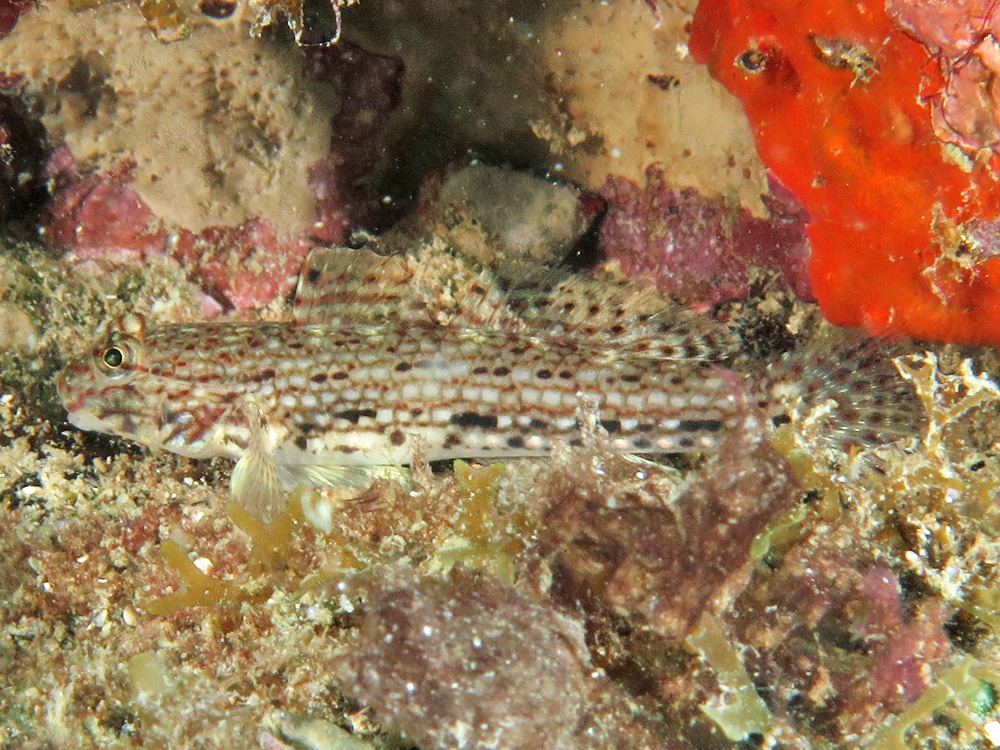 Decorated Sandgoby