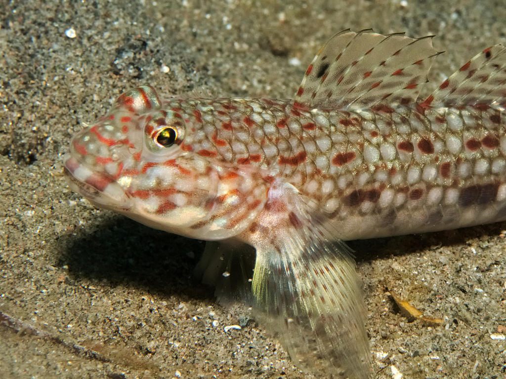 Decorated Sandgoby