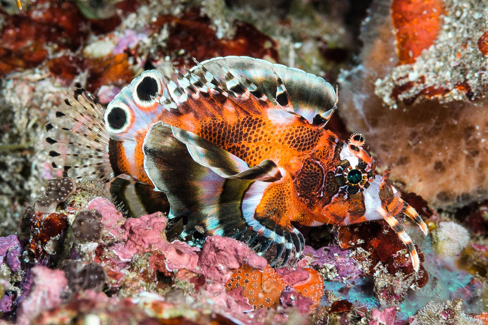 Twinspot Lionfish