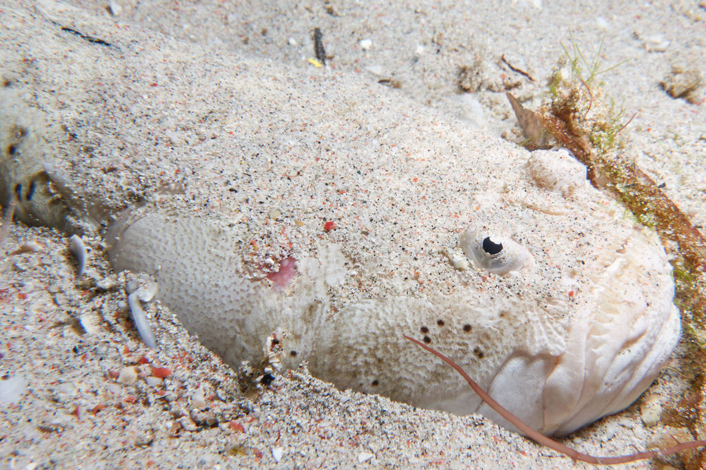 Whitemargin Stargazer