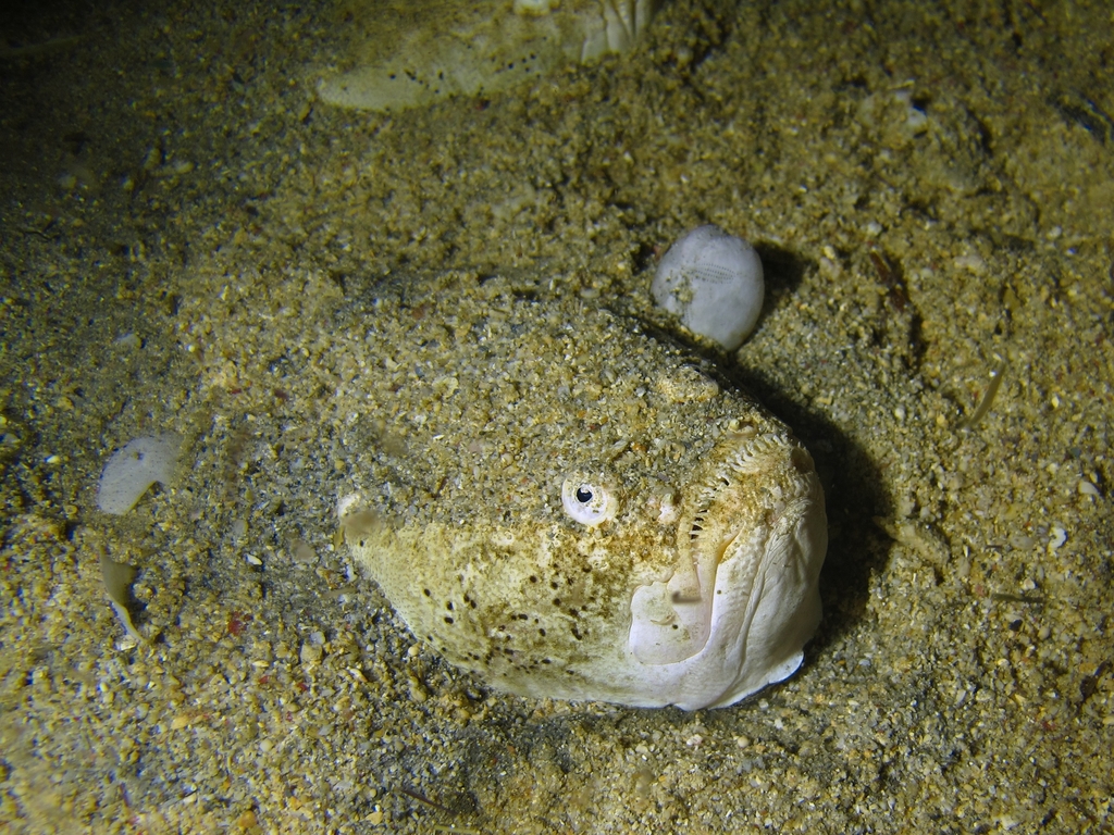 Whitemargin Stargazer