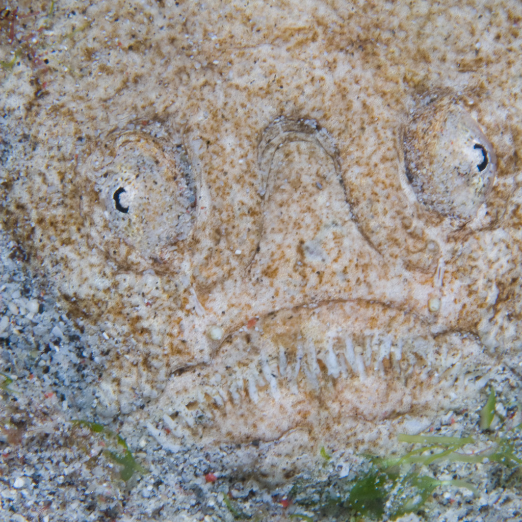 Whitemargin Stargazer