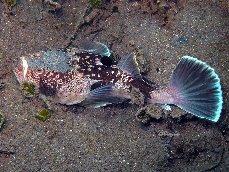Whitemargin Stargazer