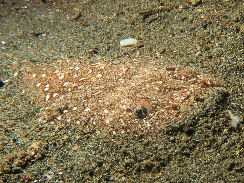 Whitemargin Stargazer