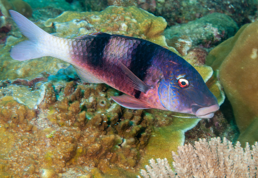 Rouget-barbet double-tache