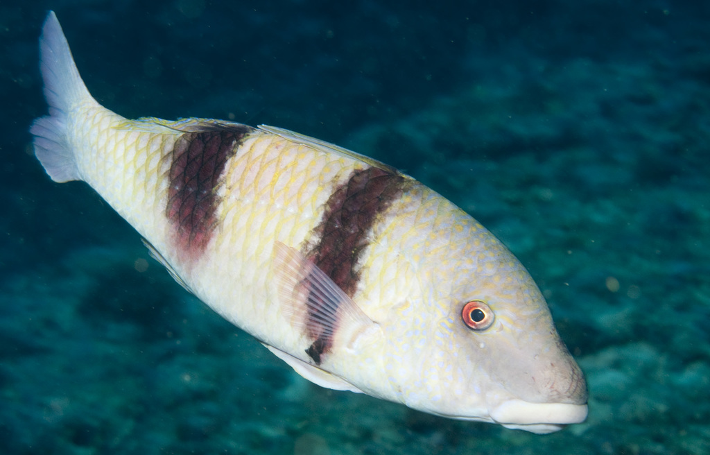 Indian Doublebar Goatfish