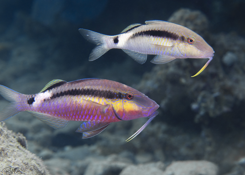 Longbarbel Goatfish