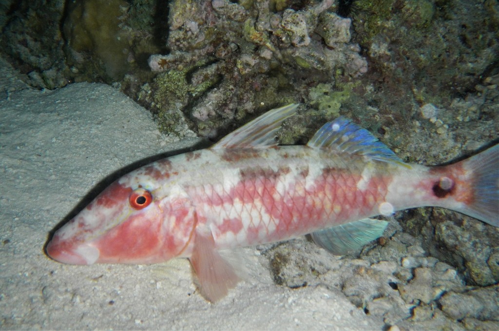 Longbarbel Goatfish
