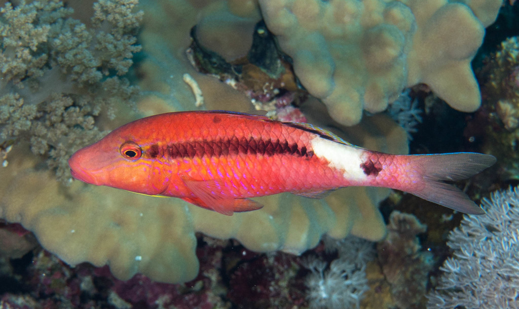 Longbarbel Goatfish