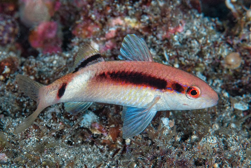 Longbarbel Goatfish