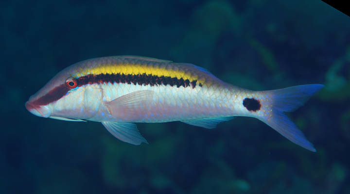 Dot-and-dash Goatfish
