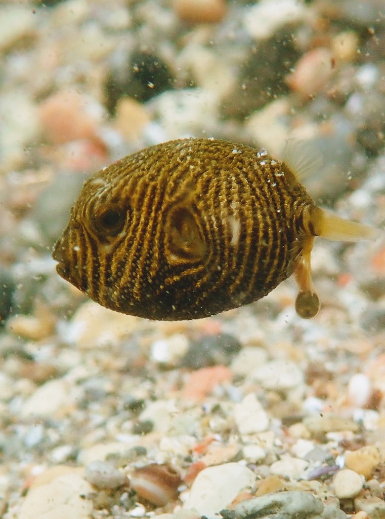 Tétrodon étoilé