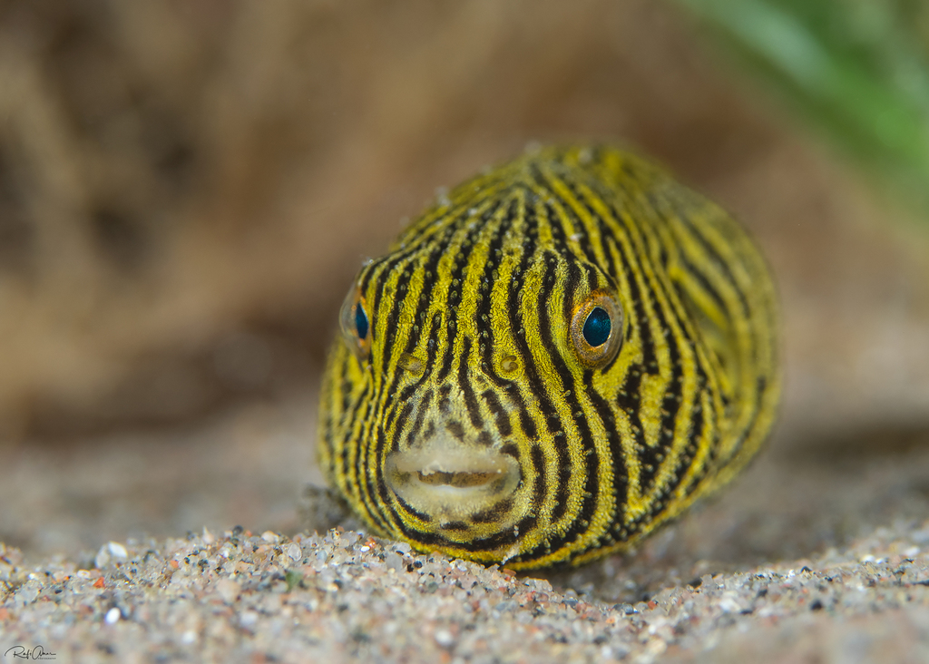 Tétrodon étoilé