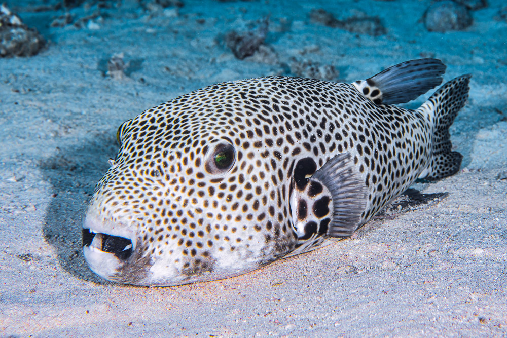 Starry Puffer