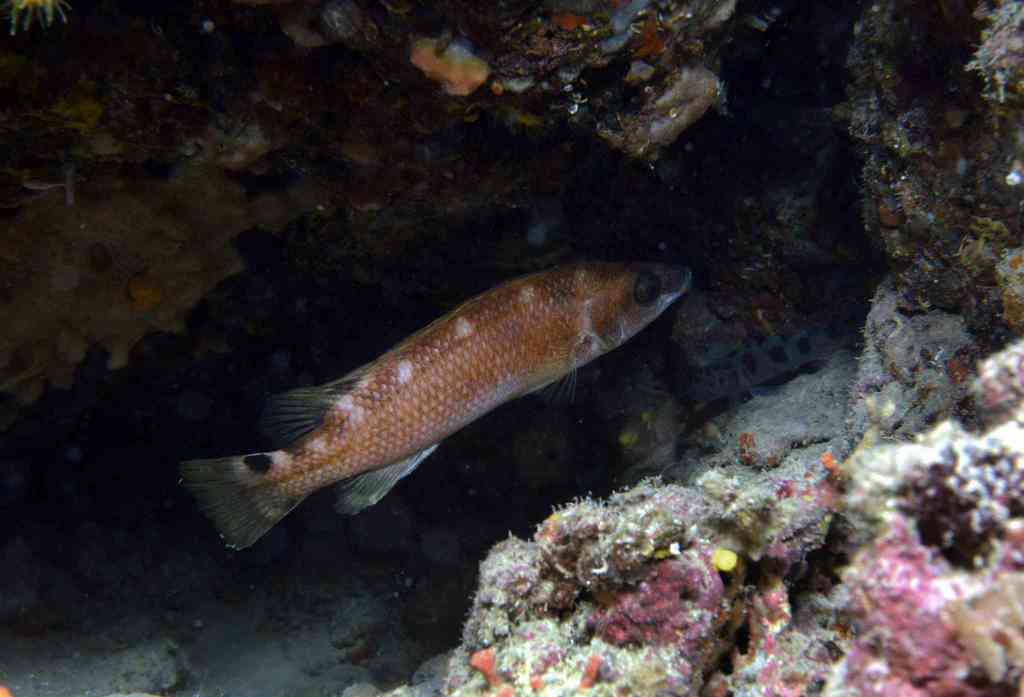 Acantholabre