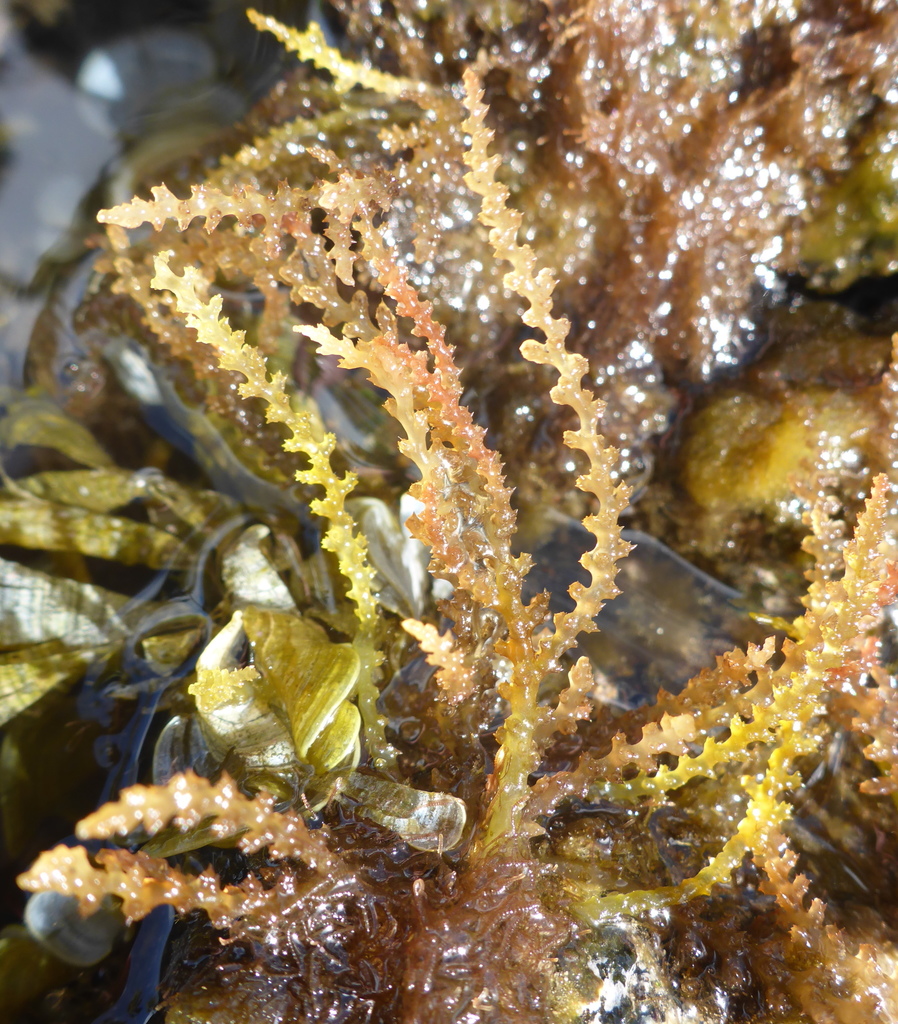 prickly seaweed