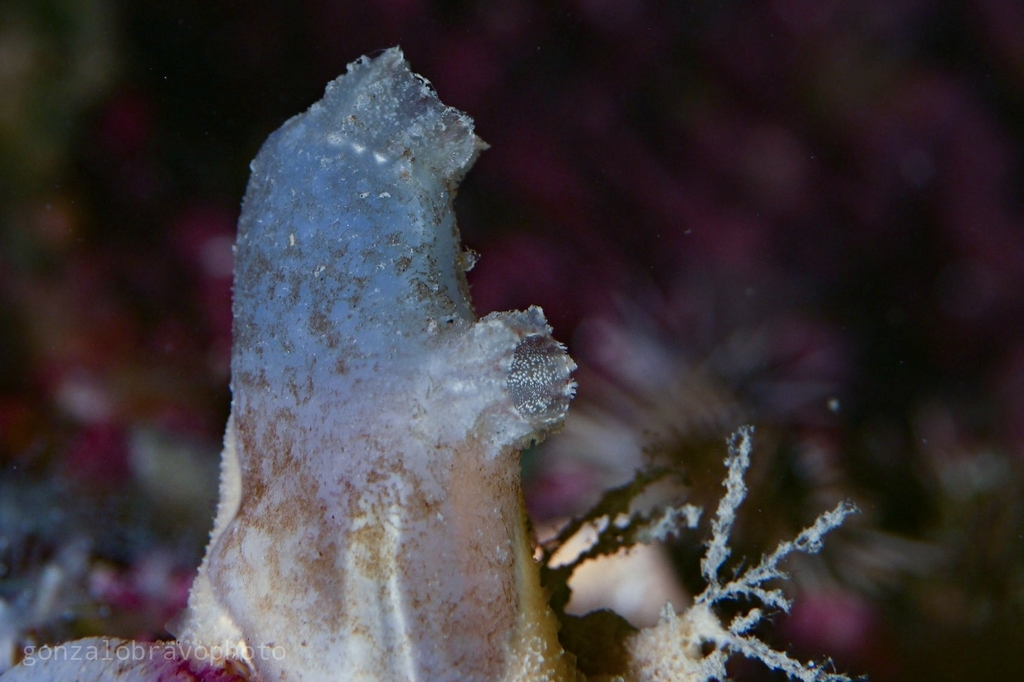 European ascidian