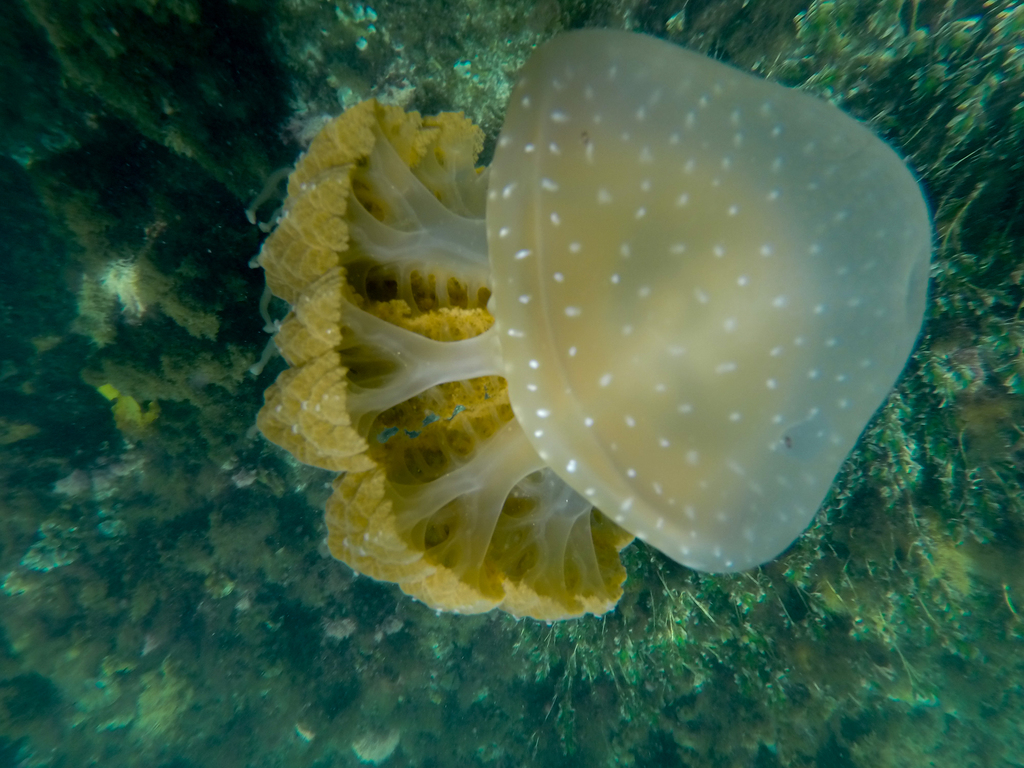 Méduse à pois