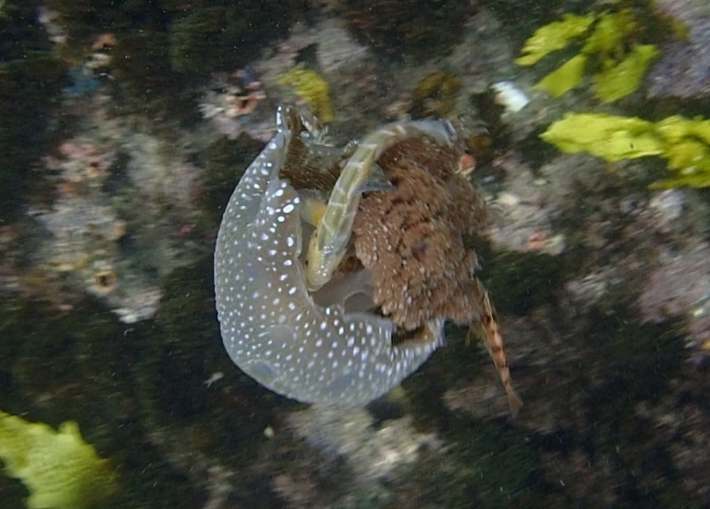 Méduse à pois