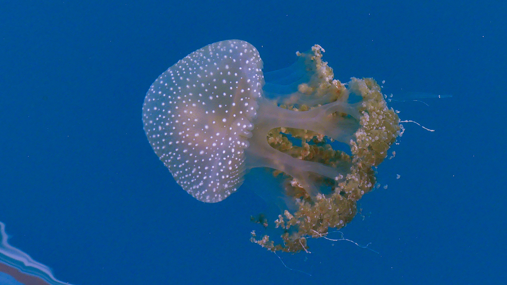 Australian Spotted Jelly