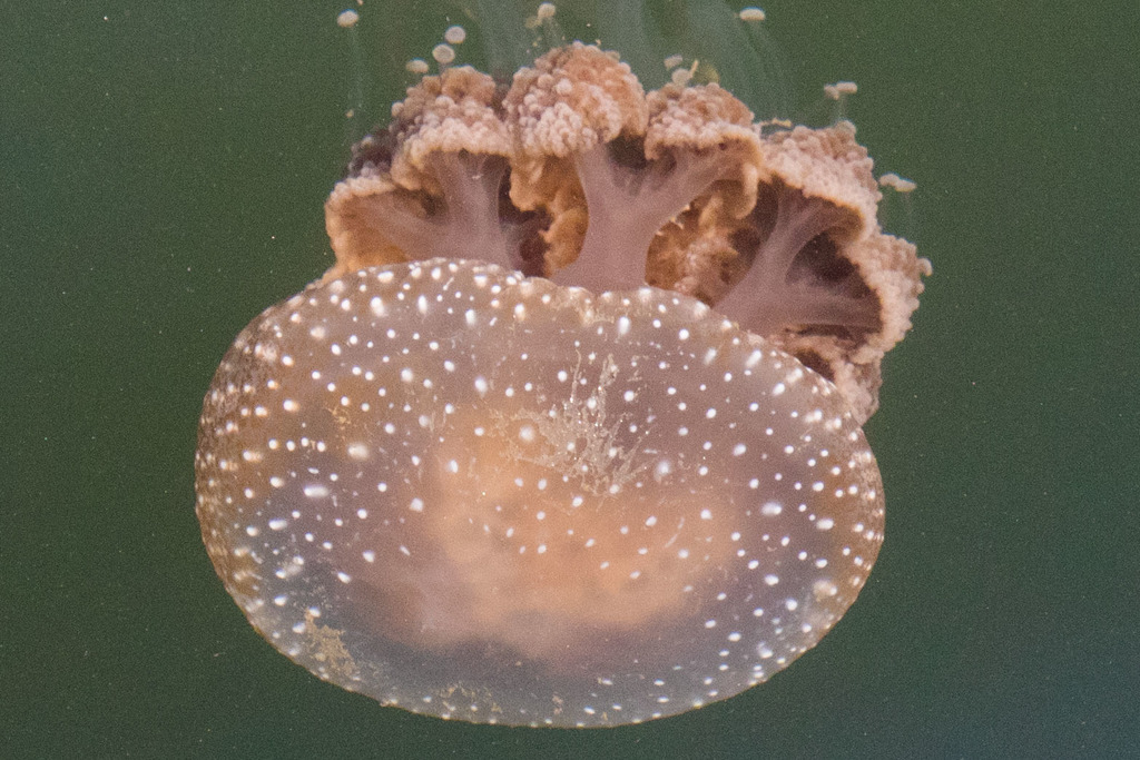 Méduse à pois