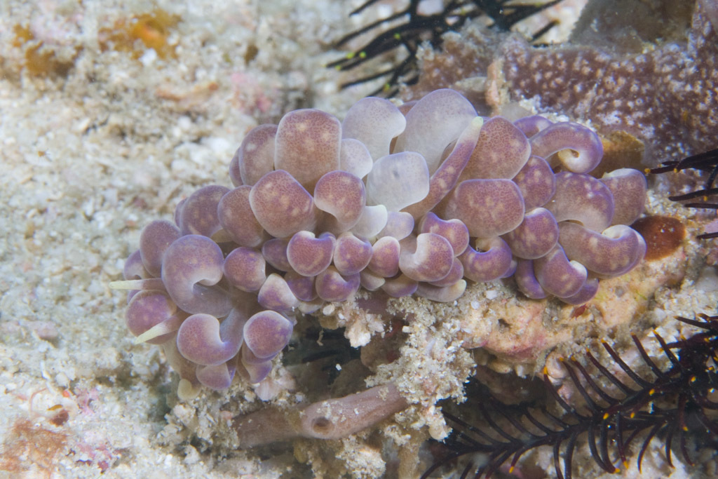 Grand phyllodesmium