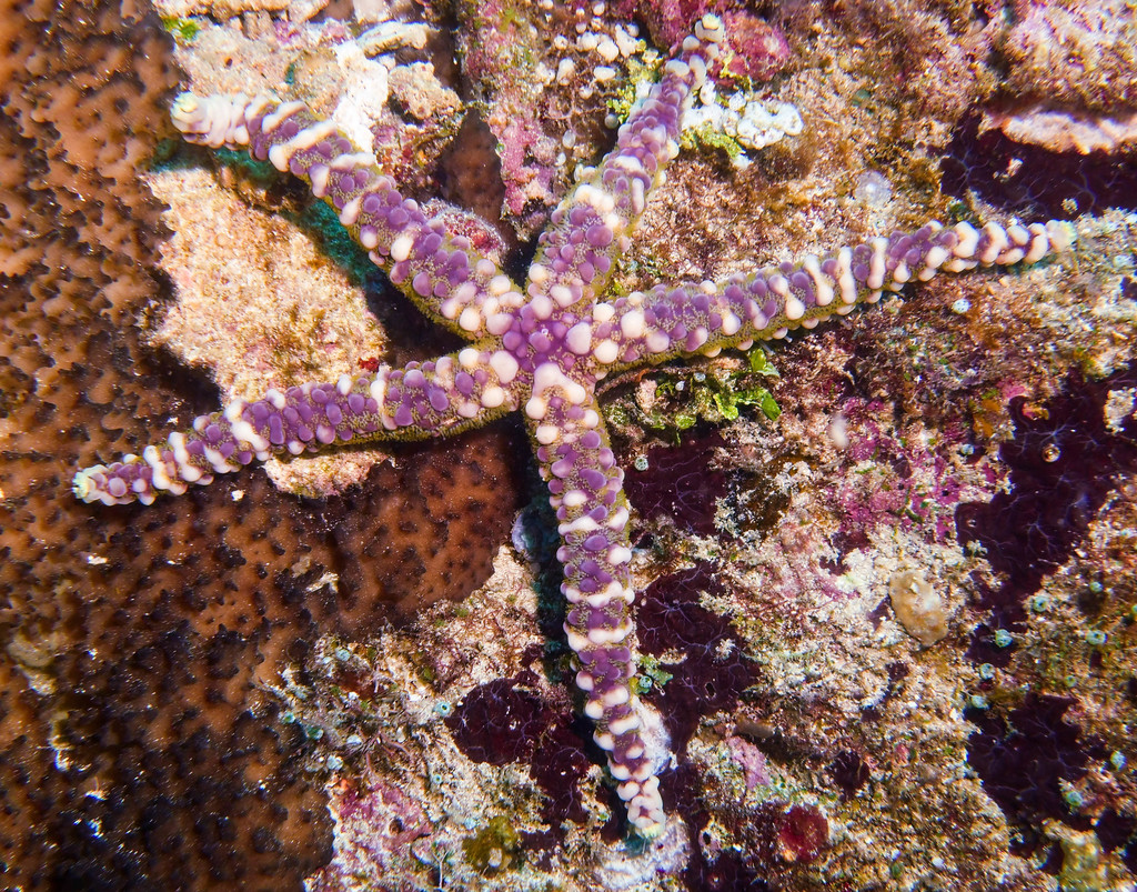 Nodular Sea Star
