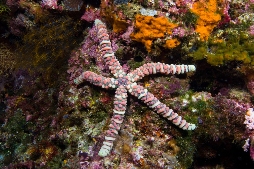 Nodular Sea Star