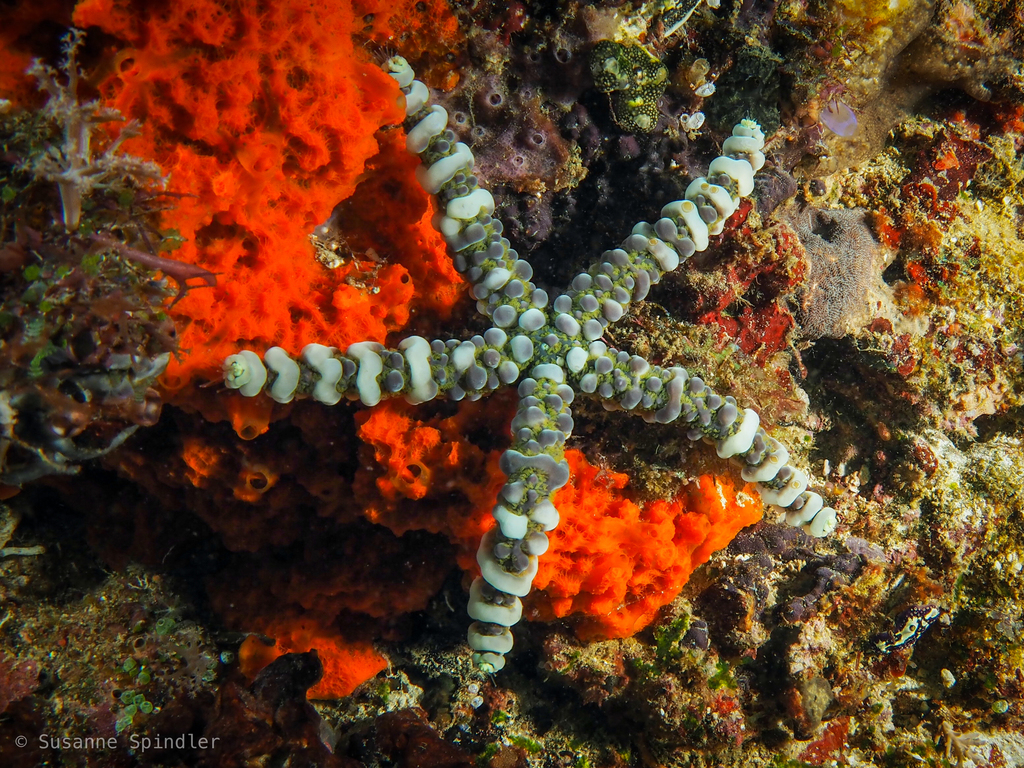 Nodular Sea Star