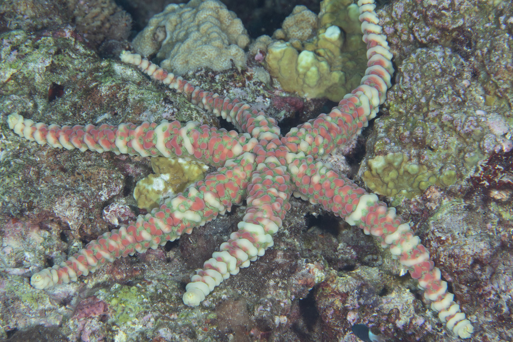 Nodular Sea Star