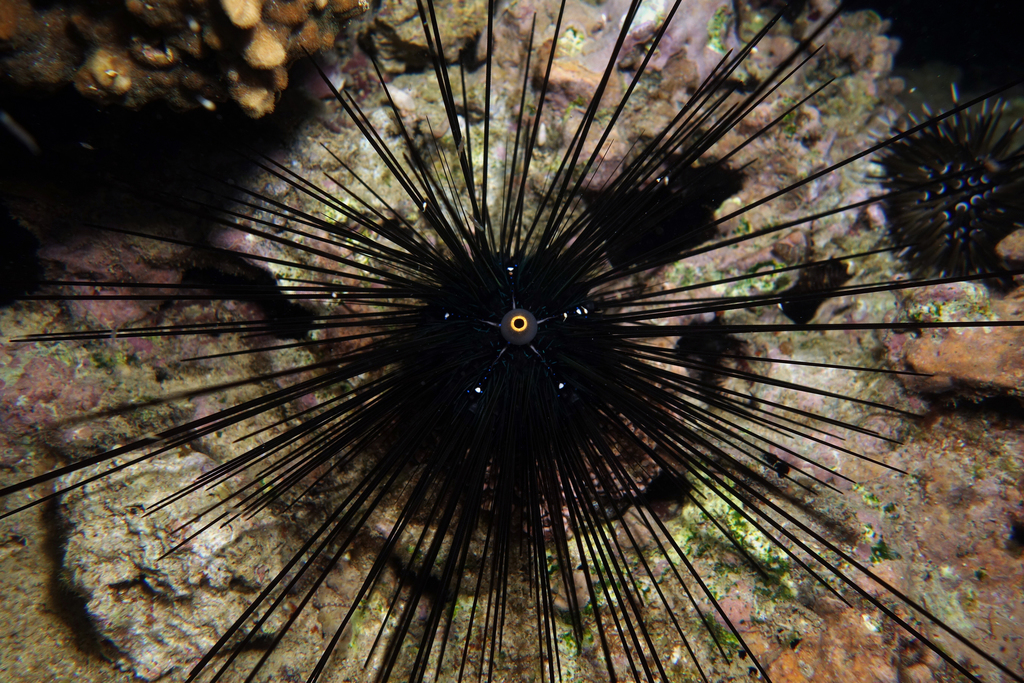 Black Longspine Urchin