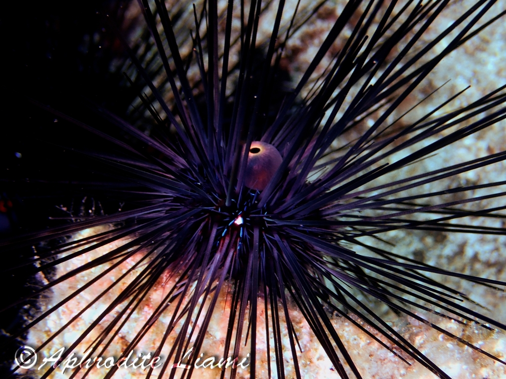 Black Longspine Urchin