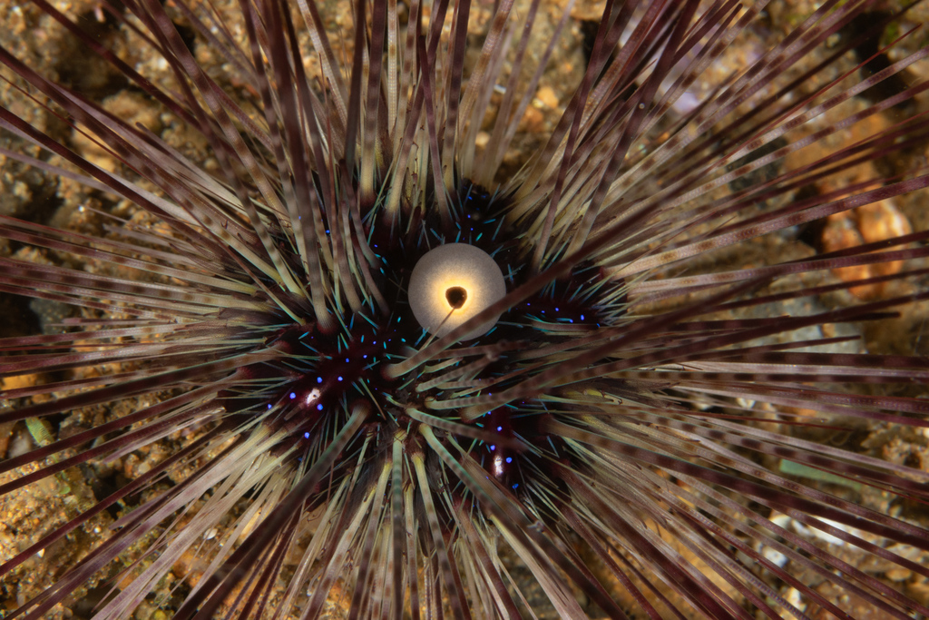 Black Longspine Urchin