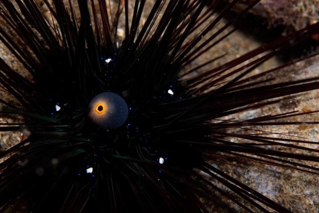 Black Longspine Urchin