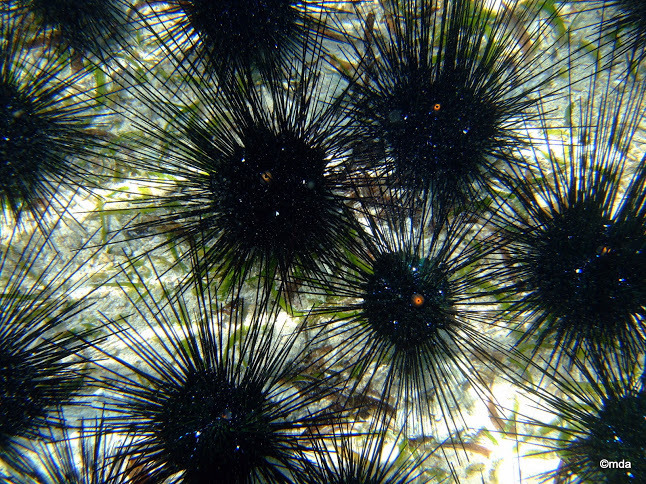 Black Longspine Urchin