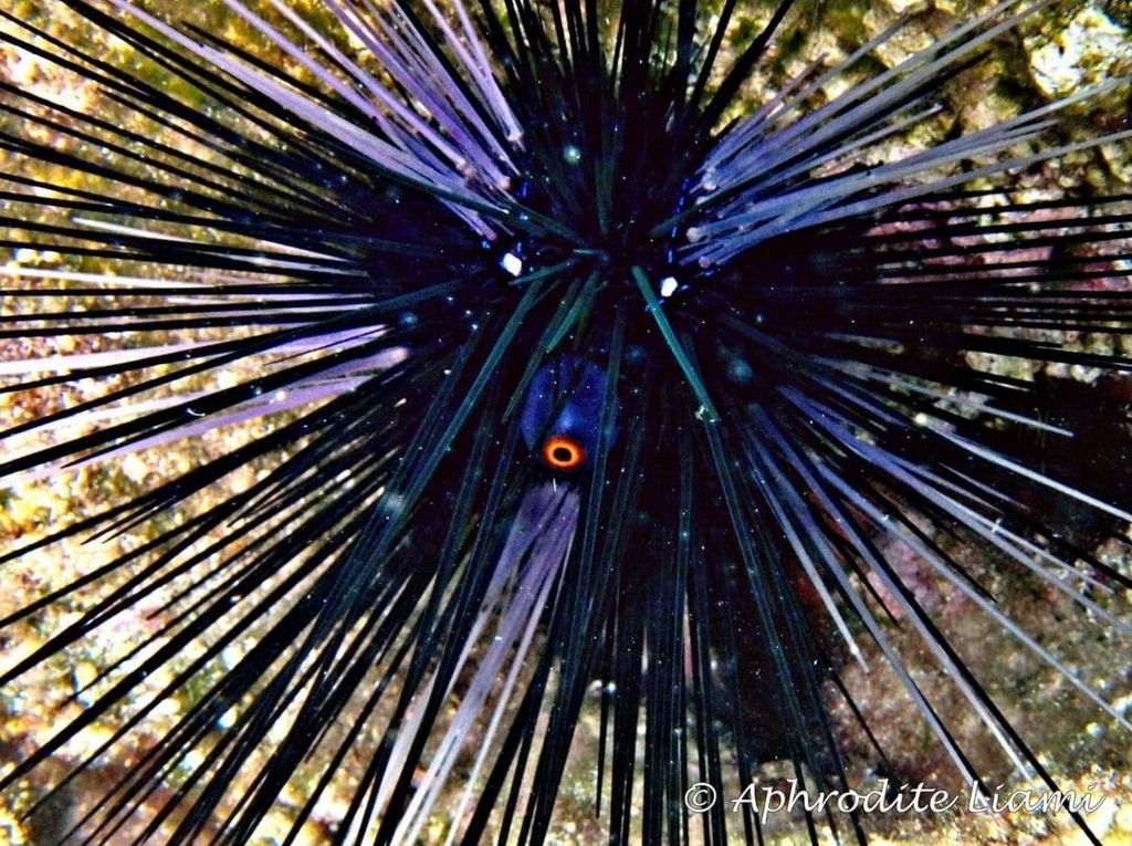 Black Longspine Urchin