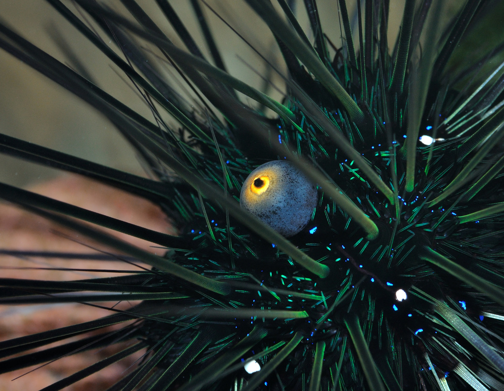 Black Longspine Urchin