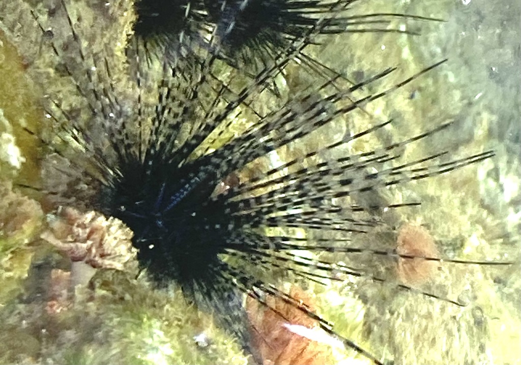 Black Longspine Urchin
