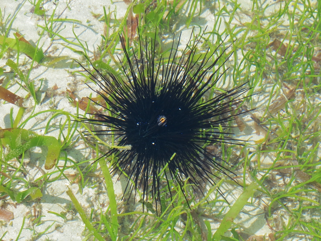 Black Longspine Urchin